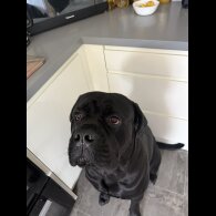 Cane Corso