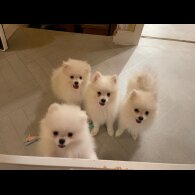 Pomeranian