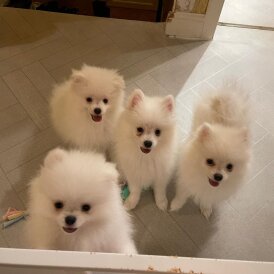 Pomeranian