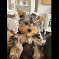 Yorkshire Terrier