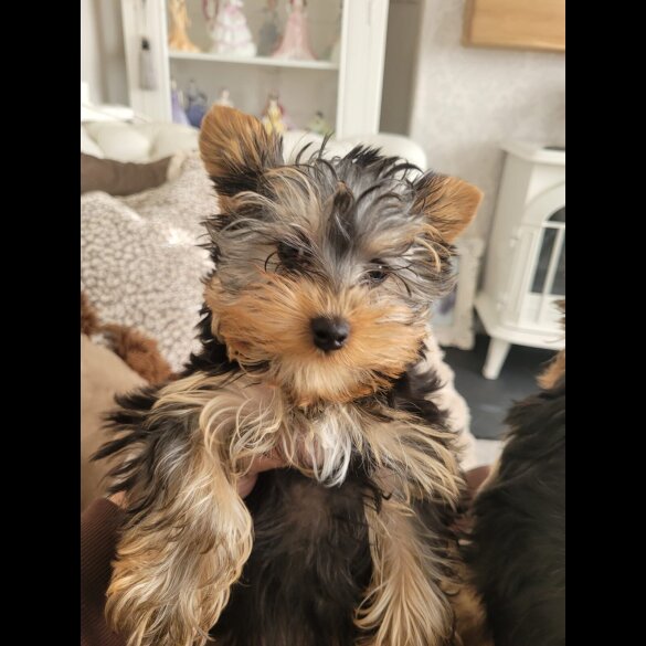 Yorkshire Terrier