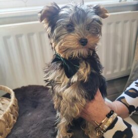 Yorkshire Terrier