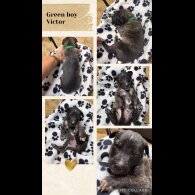 Belgian Shepherd Dog (Tervuren)