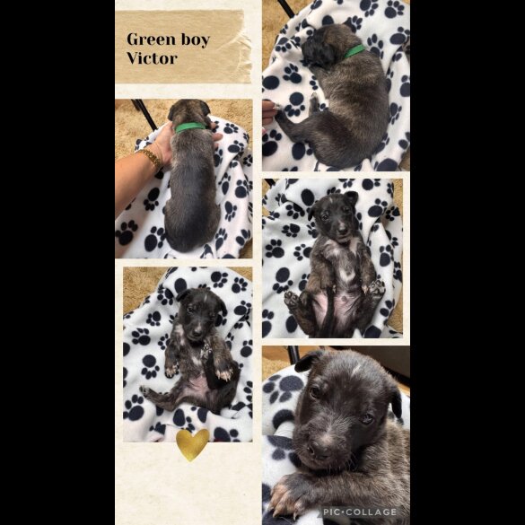 Belgian Shepherd Dog (Tervuren)