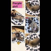 Belgian Shepherd Dog (Tervuren)