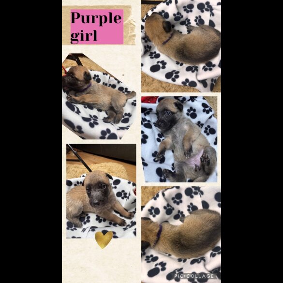 Belgian Shepherd Dog (Tervuren)