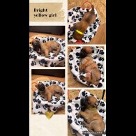 Belgian Shepherd Dog (Tervuren)