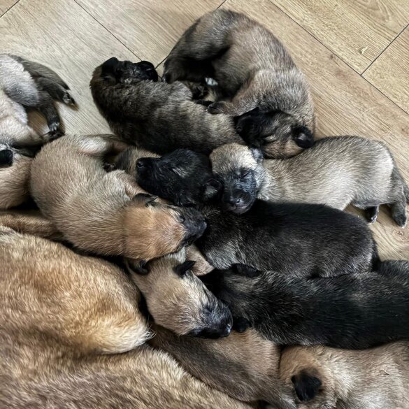 Belgian Shepherd Dog (Tervuren)