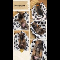 Belgian Shepherd Dog (Tervuren)