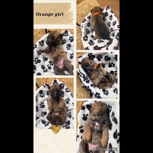 Belgian Shepherd Dog (Tervuren)