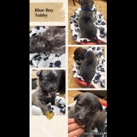 Belgian Shepherd Dog (Tervuren)