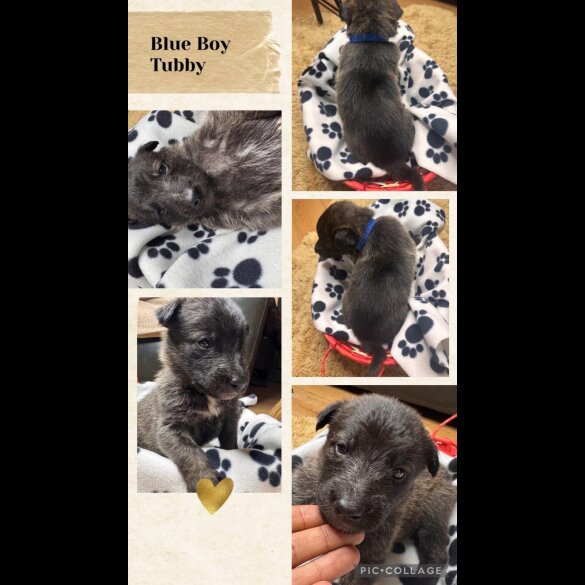 Belgian Shepherd Dog (Tervuren)