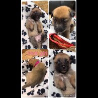 Belgian Shepherd Dog (Tervuren)