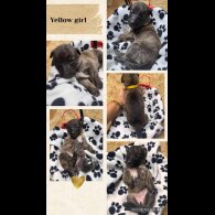 Belgian Shepherd Dog (Tervuren)