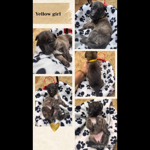 Belgian Shepherd Dog (Tervuren)