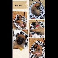 Belgian Shepherd Dog (Tervuren)