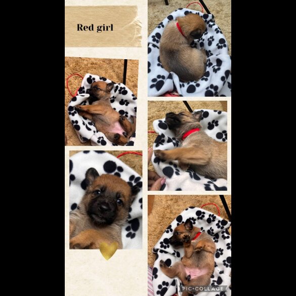 Belgian Shepherd Dog (Tervuren)