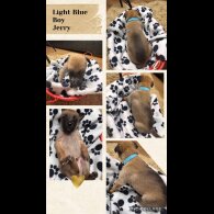 Belgian Shepherd Dog (Tervuren)