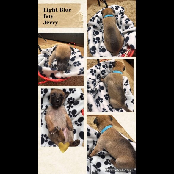 Belgian Shepherd Dog (Tervuren)