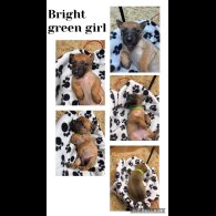 Belgian Shepherd Dog (Tervuren)