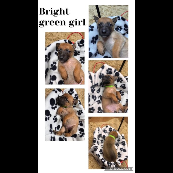 Belgian Shepherd Dog (Tervuren)