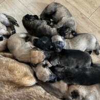 Belgian Shepherd Dog (Tervuren)