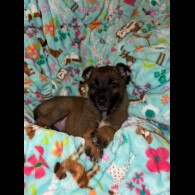 Belgian Shepherd Dog (Tervuren)