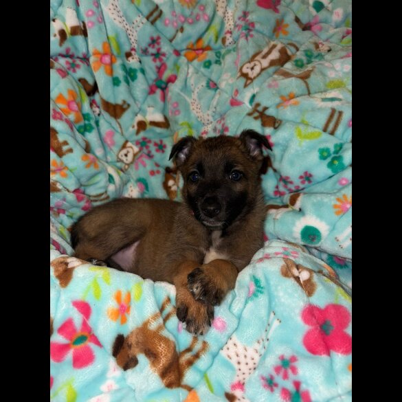 Belgian Shepherd Dog (Tervuren)