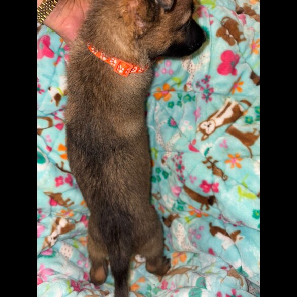 Belgian Shepherd Dog (Tervuren)