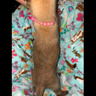 Belgian Shepherd Dog (Tervuren)