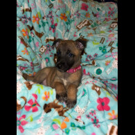 Belgian Shepherd Dog (Tervuren)