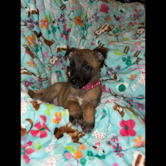 Belgian Shepherd Dog (Tervuren)