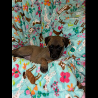 Belgian Shepherd Dog (Tervuren)