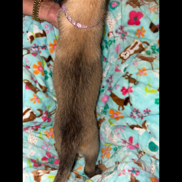 Belgian Shepherd Dog (Tervuren)