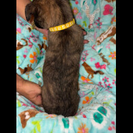 Belgian Shepherd Dog (Tervuren)