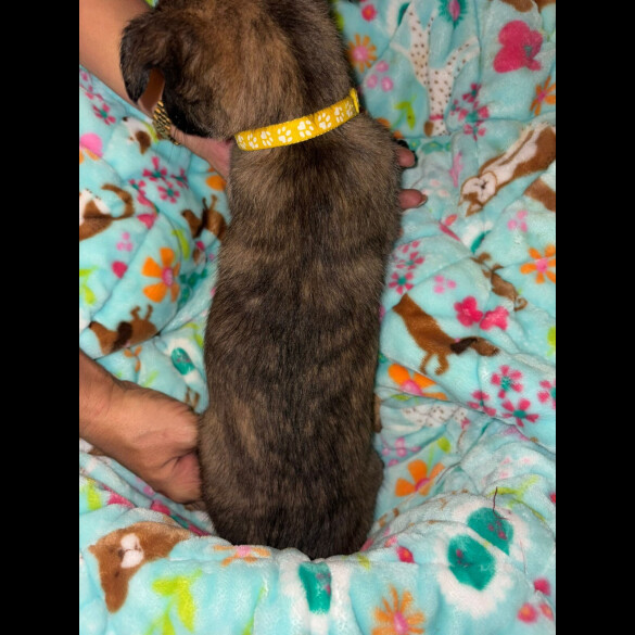 Belgian Shepherd Dog (Tervuren)