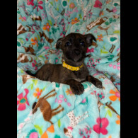 Belgian Shepherd Dog (Tervuren)