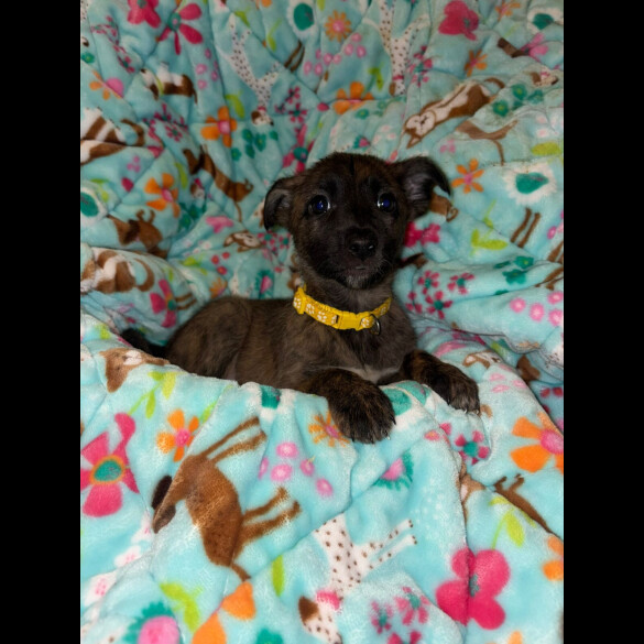 Belgian Shepherd Dog (Tervuren)