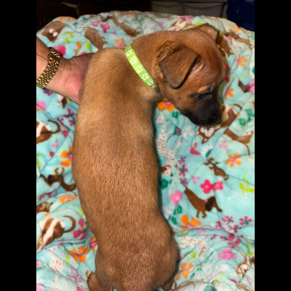 Belgian Shepherd Dog (Tervuren)