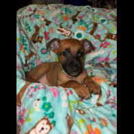 Belgian Shepherd Dog (Tervuren)