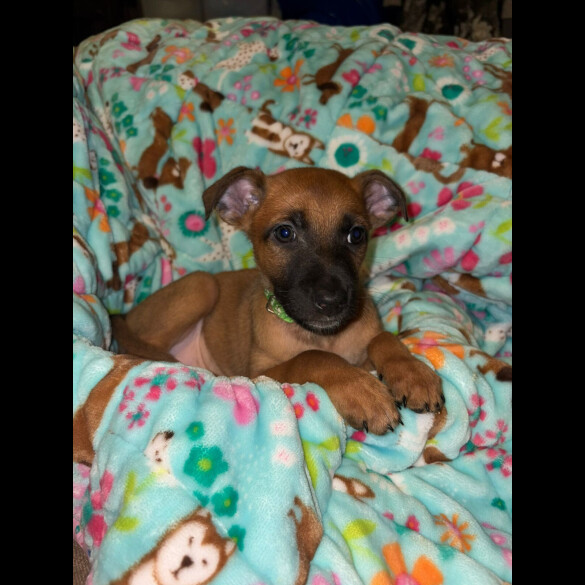 Belgian Shepherd Dog (Tervuren)