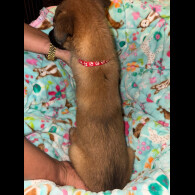 Belgian Shepherd Dog (Tervuren)