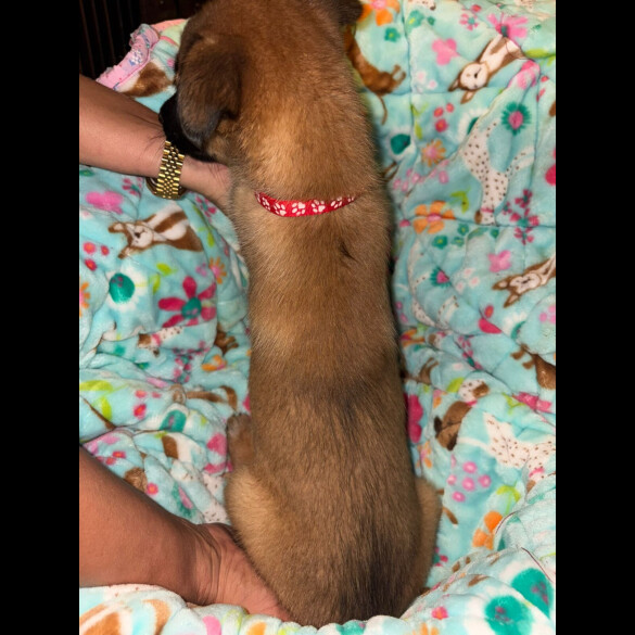 Belgian Shepherd Dog (Tervuren)