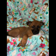 Belgian Shepherd Dog (Tervuren)