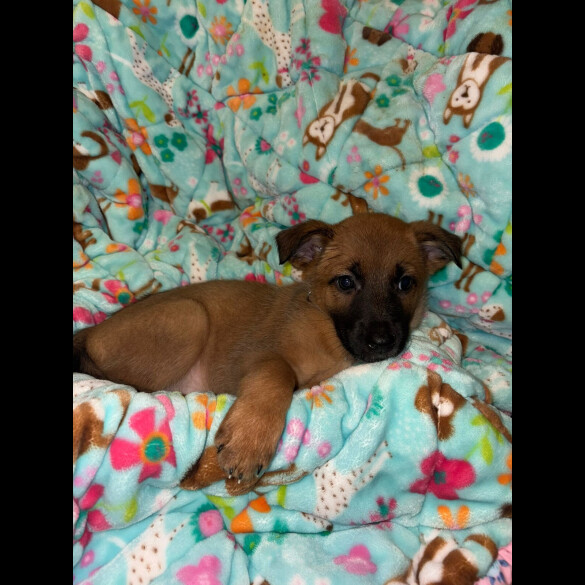 Belgian Shepherd Dog (Tervuren)