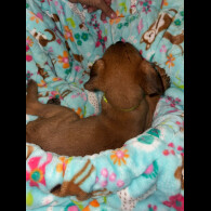 Belgian Shepherd Dog (Tervuren)