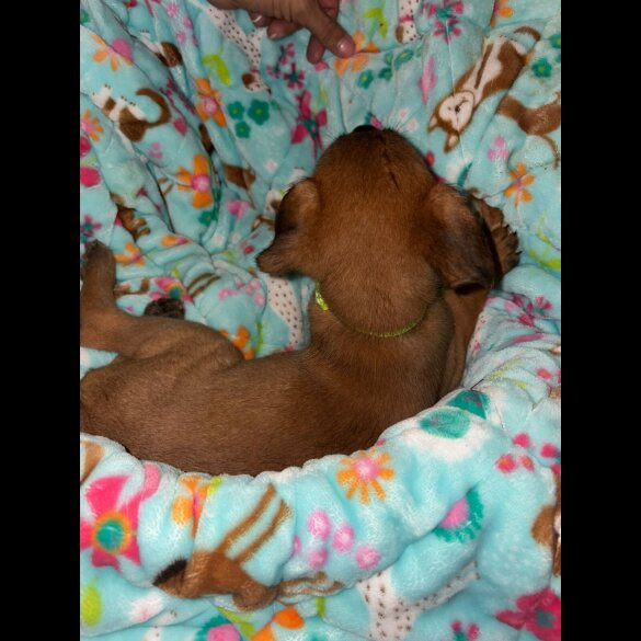 Belgian Shepherd Dog (Tervuren)