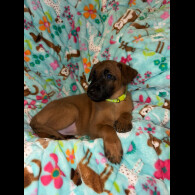 Belgian Shepherd Dog (Tervuren)