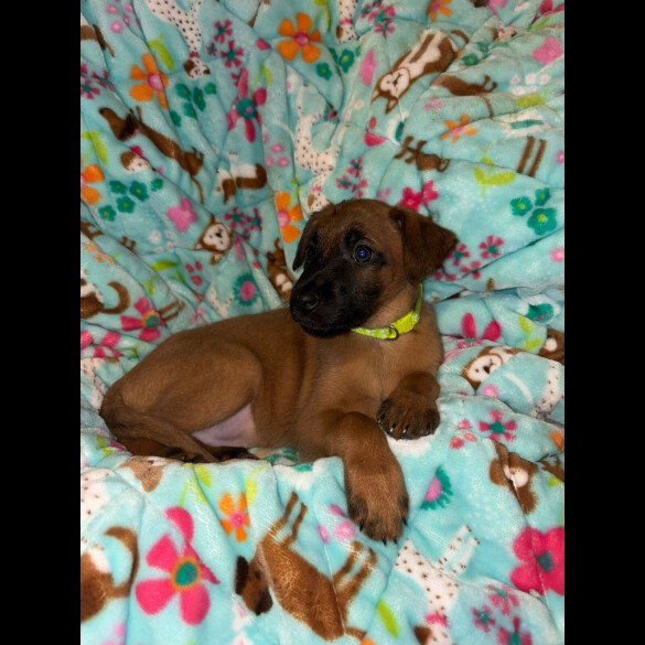 Belgian Shepherd Dog (Tervuren)