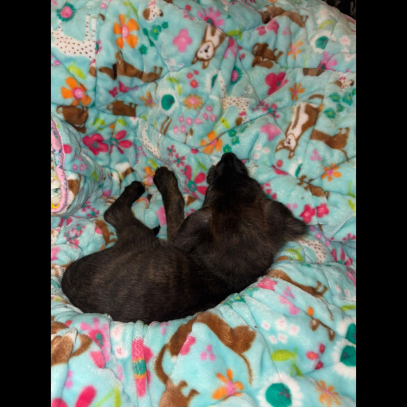 Belgian Shepherd Dog (Tervuren)